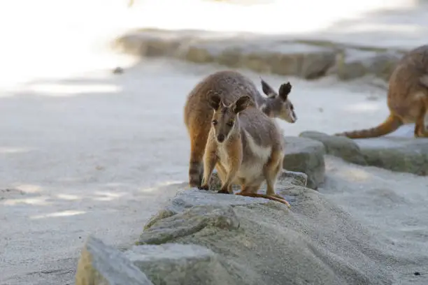 Cute Yellow-footed Rock-Wallaby pictures
