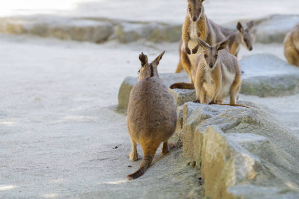 istock Cute Yellow-footed Rock-Wallaby pictures 1226891170