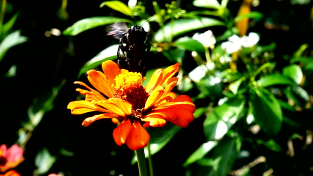 Close up slow motion of bumble bee on flower