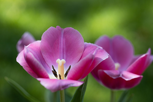 Picture of three tulips on a green background (Tulipa Gesneriana)