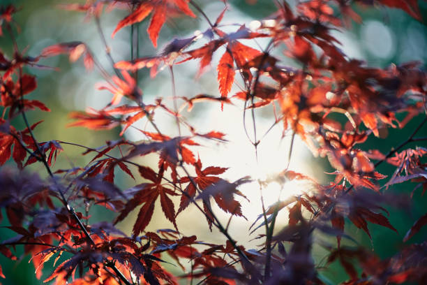 japanischer ahorn, acer palmatum dissectum, am frühen morgen - autumn japanese maple maple tree selective focus stock-fotos und bilder