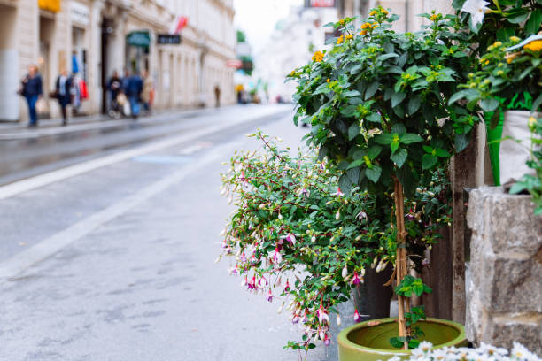 istock flowers in pots outdoors near shop 1226893905