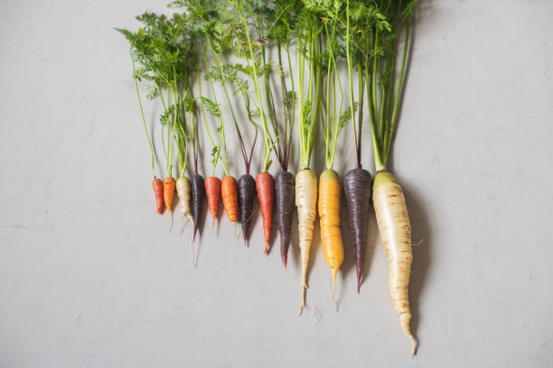istock Multicolored home grown fresh organic carrots with green leaves 1226895868