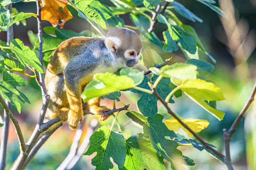 Black-capped squirrel monkey (Saimiri boliviensis peruviensis) South American squirrel monkey sitting high up in a tree. These squirrel monkeys are found in the rainforests of Peru.