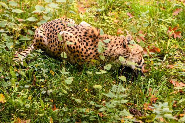 Cheetah is laying down in the dirt. The cheetah is looking at the camera