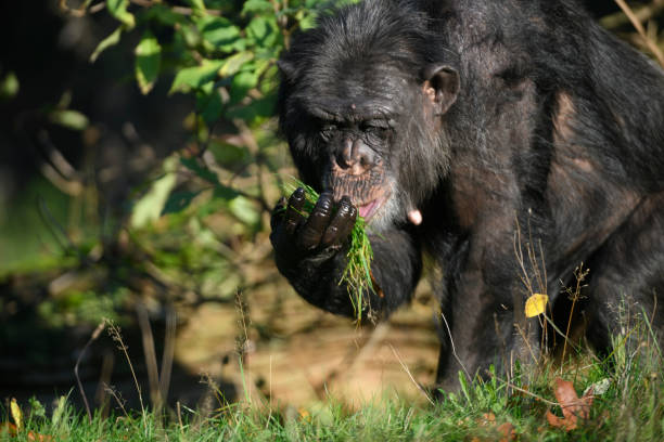 Chimpanzee (Common Chimpanzee, Pan troglodytes) searching the ground for food