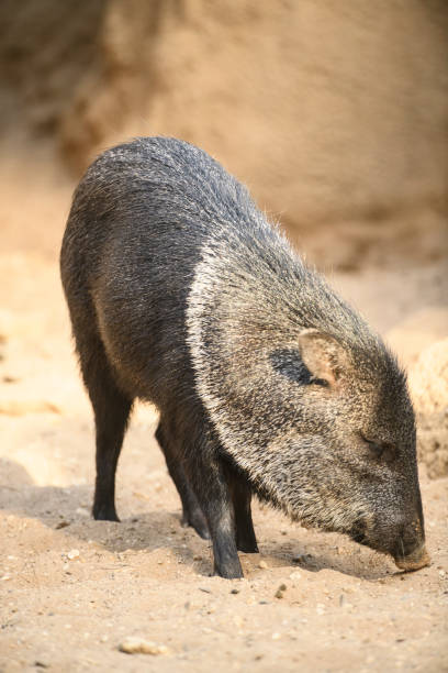 istock Collared peccary close up portrait 1226896506