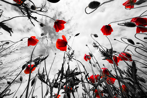 Low angle wide angle color image depicting fresh red poppies shot from below growing wild in the meadow. The flowers growing overhead give way to a dazzling blue sky and cloudscape.  Room for copy space.