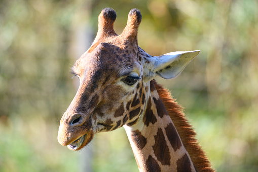 Giraffe or specific Rothschild's giraffe (Giraffa camelopardalis rothschildi) close up portrait. Rothschild's giraffes live in savannahs, grasslands and open woodlands of Uganda and Kenya.
