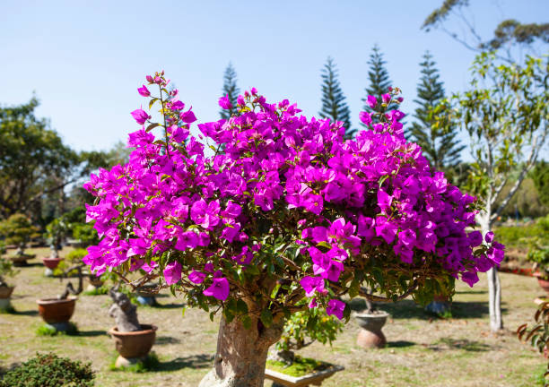 istock purple bougainvillea in full blossom 1226896604