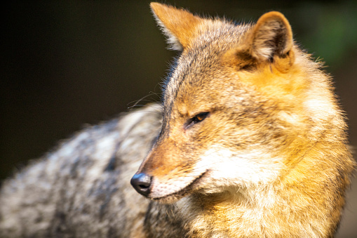 The golden jackal is a social species, the basic social unit of which consists of a breeding pair and any young offspring