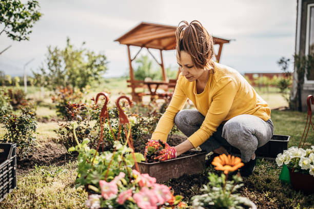 istock Woman Potting Flower Plants In Backyard 1226896808