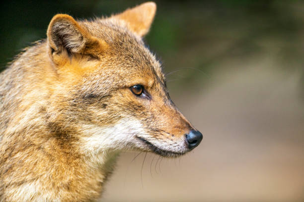 Golden jackal (Canis aureus) close up portrait The golden jackal is a social species, the basic social unit of which consists of a breeding pair and any young offspring jackals stock pictures, royalty-free photos & images