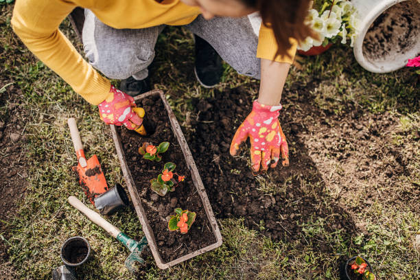 istock Woman Potting Flower Plants In Backyard 1226896872