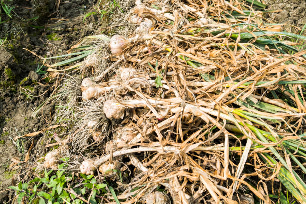 many bundles of harvested ripe garlic heads with stems and roots lie in a row on the field - 12023 imagens e fotografias de stock