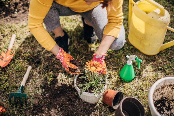 istock Woman Potting Flower Plants In Backyard 1226898023