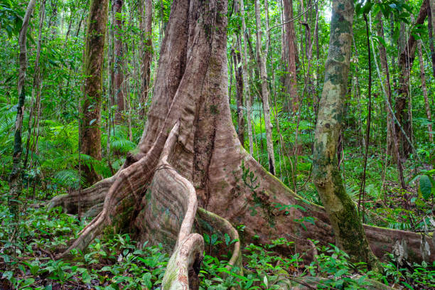 Buttress root trees in Mossman Gorge rainforest, Queensland