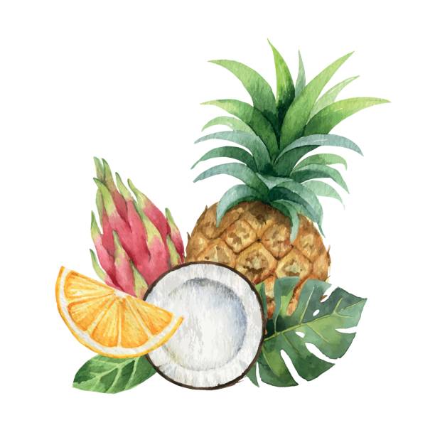 Watercolor vector hand painted card of exotic fruits pineapple, coconut, orange, dragon fruit and green  leaves. Fresh food design elements isolated on white background. Watercolor vector hand painted card of exotic fruits pineapple, coconut, orange, dragon fruit and green  leaves. Fresh food design elements isolated on white background. fruit of coconut tree stock illustrations