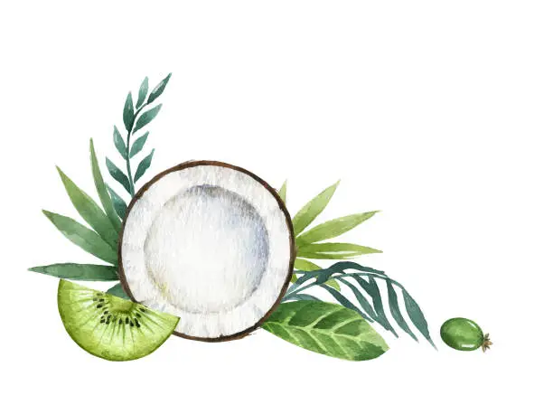 Vector illustration of Watercolor vector, hand painted card of exotic fruits kiwi, coconut, feijoa and palm branches. Fresh food design elements isolated on white background. Illustration for magazines, websites, posters, invitations and postcards.