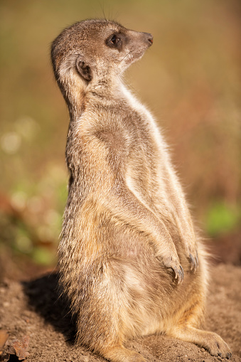 Meerkat ,Suricata suricatta, on hind legs. Portrait of meerkat standing on hind legs with alert expression. Portrait of a funny meerkat sitting on its hind legs and watching out for enemies