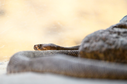 Red diamond rattlesnake (Crotalus ruber)  venomous pit viper snake lying on the desert floor in the shade.