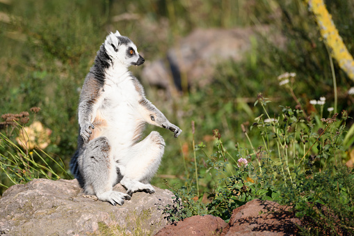 Group of ringtailed lemur, Lemur catta, in Berenty reserve Madagascar eating soil for detoxification