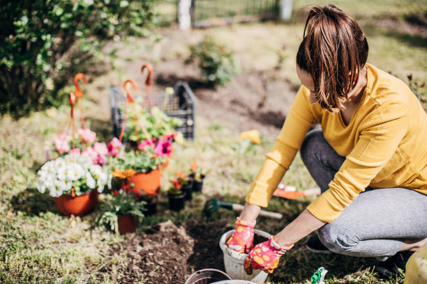 istock Female Potting Flower Plants In Backyard 1226899704