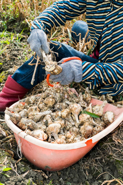 farmer harvesting garlic heads in the farmland - 12026 imagens e fotografias de stock