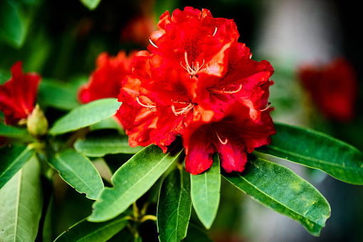 Rhododendron Wilgen's Ruby in late spring, with normal, insect lunch, worn leaves.