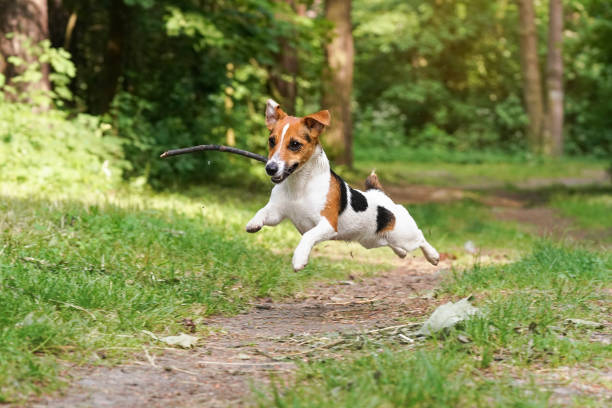 jack russell terrier z drewnianym kijem w ustach działa szybko nad leśną drogą, wszystkie nogi w powietrzu, wygląda jak latanie - dog park retrieving humor zdjęcia i obrazy z banku zdjęć