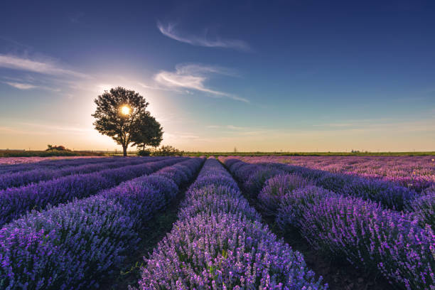 istock Lavender flower in the field panoramic view 1226902269