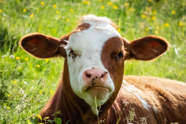 istock Cute young cow cub portrait. 1226903306