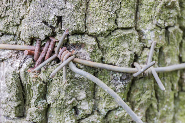 Old barbed wire attached to the tree trunk with rusted nails and grown into the bark, fragment close-up in selective focus