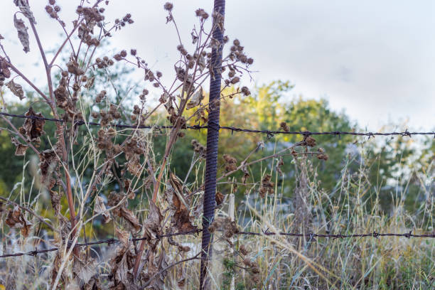 istock Old rusted barbed wire fence among the dry burdocks 1226905448
