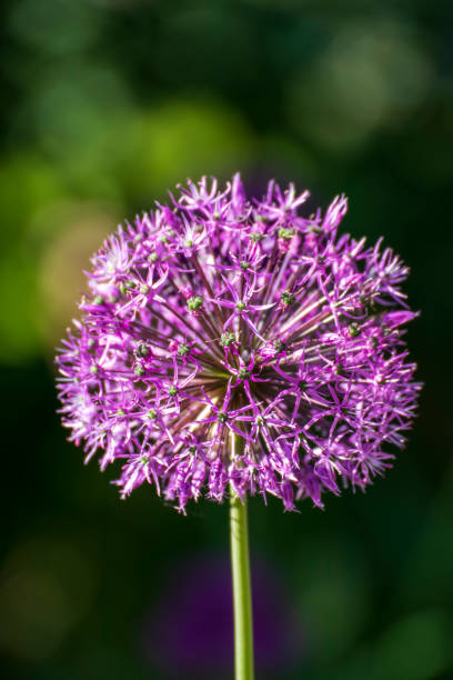 istock Beautiful flower in the garden at spring time 1226905669