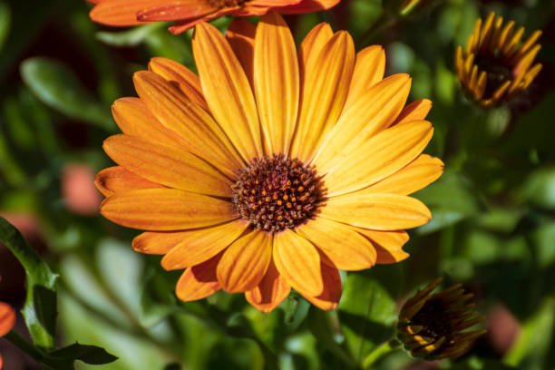 istock Beautiful flower in the garden at spring time 1226905863