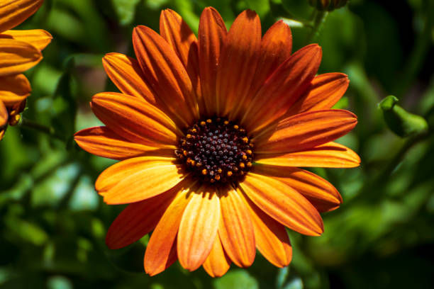 istock Beautiful flower in the garden at spring time 1226905913