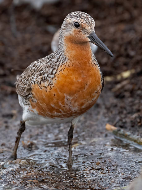 istock A Red Knot Feeding along the Delaware Bay 1226906035