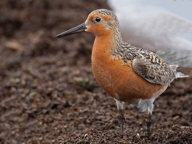 istock A Red Knot Feeding along the Delaware Bay 1226906050