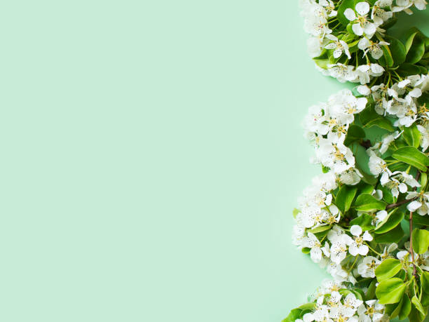 istock Apple flowers flat lay, summer and spring time creative pastel concept 1226906094
