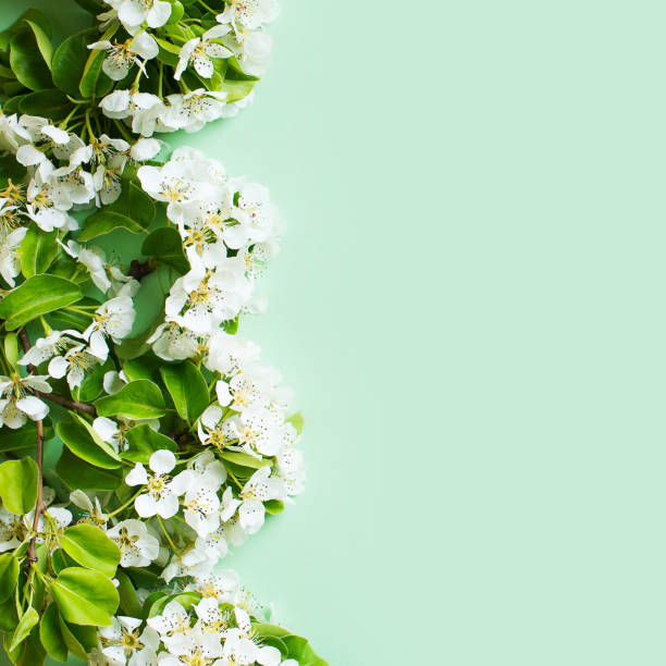 istock Apple flowers flat lay, summer and spring time creative pastel concept 1226906096