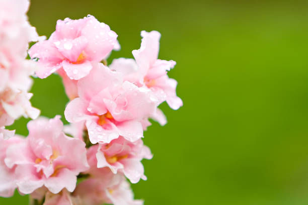 Pink flowers on a green background