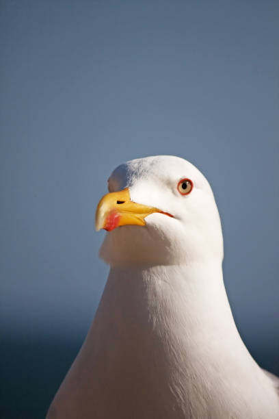 istock seagull's head staring at the camera 1226908380