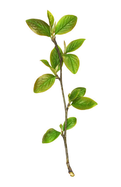istock Twig with green leaves 1226908587