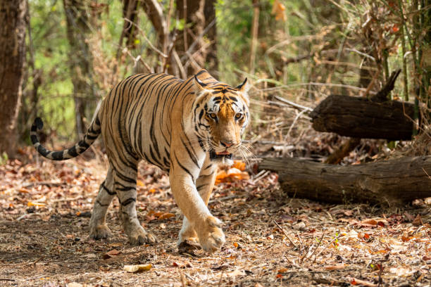 tigre macho salvaje caminando en el bosque para la marca del territorio en el parque nacional kanha o reserva de tigre, madhya pradesh, india - panthera tigris - madhya fotografías e imágenes de stock