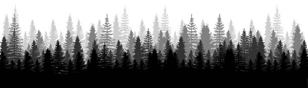 waldpanorama-ansicht. pines. fichte naturlandschaft. waldhintergrund. set von kiefer, fichte und weihnachtsbaum auf weißem hintergrund. silhouette wald hintergrund. vektor-illustration - forest stock-grafiken, -clipart, -cartoons und -symbole