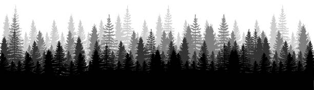 illustrations, cliparts, dessins animés et icônes de vue de panorama de forêt. pins. paysage naturel d’épinette. fond forestier. ensemble de pin, d’épinette et d’arbre de noel sur fond blanc. fond de forêt de silhouette. illustration de vecteur - pine tree forest summer evergreen tree