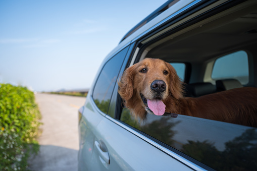 Golden retriever put his head out of the car window