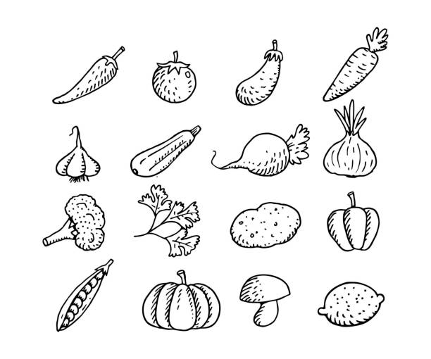 ilustrações de stock, clip art, desenhos animados e ícones de hand drawn vegetables stock illustration - parsley vegetable leaf vegetable food