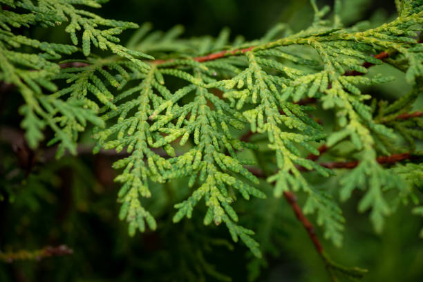 istock Nice green Thuja branch with leaves close up macro nature 1226913100